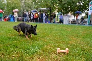 dogarea-otradnoe_057.JPG