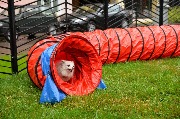 dogarea-otradnoe_084.JPG