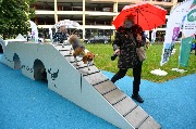dogarea-otradnoe_161.JPG