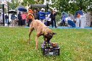 dogarea-otradnoe_061.JPG